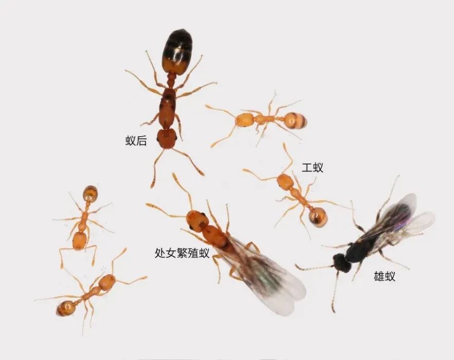 小小蚂蚁，总重量竟是全球人类体重的五分之一！揭秘1.5 亿年生存密码→