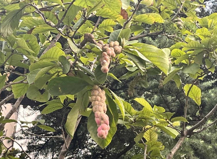 不要吃、不要捡！这种果子近期在街头出现