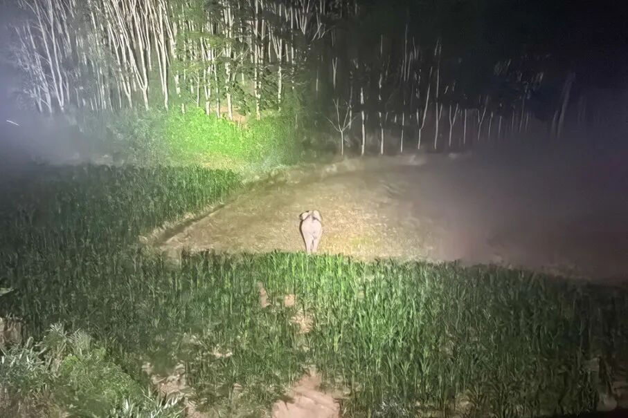 野象“打卡”跨境铁路?背后原因暖到了! 野象“打卡”跨境铁路?背后原因暖到了!