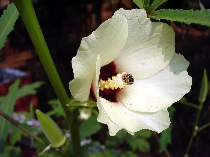 小红书上的秋葵泡水有多恶心，秋葵煮咖啡就有多香！