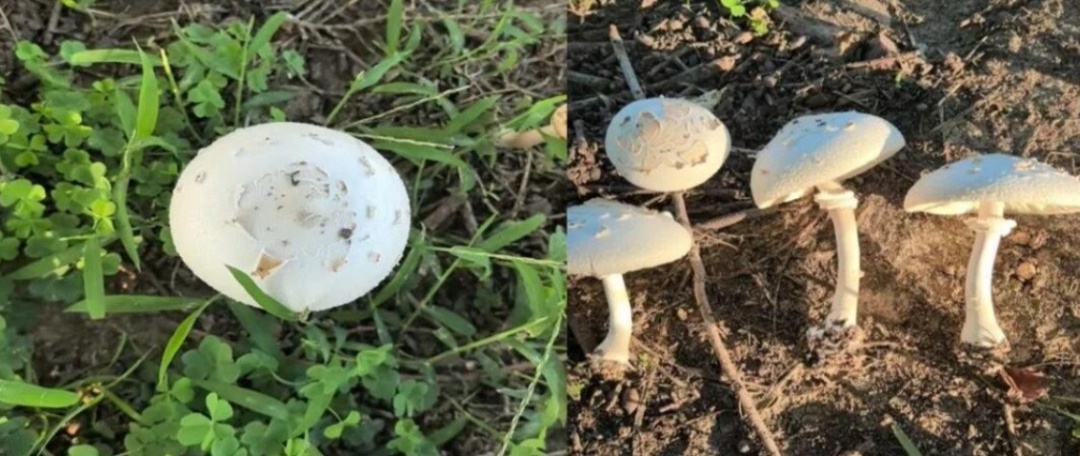 有毒！阜阳接头出现！不要吃！不要捡！安徽疾控发布