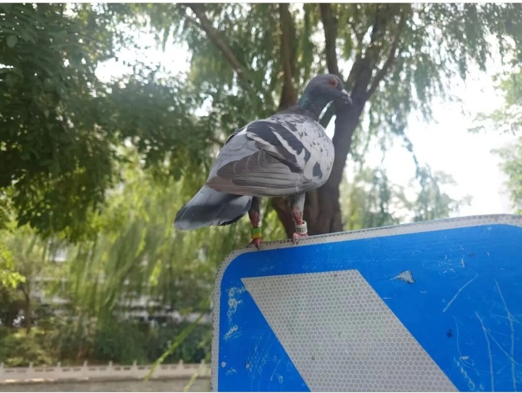 放飞的“和平鸽”是什么鸽？它们是怎么“各回各家”的？