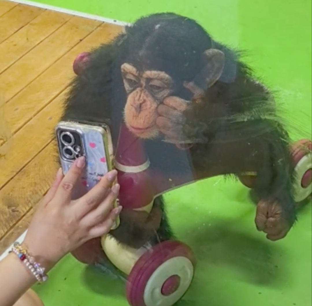 请不要给网红猩猩看手机！上海野生动物园提示：会伤害视力！“它也没法戴眼镜”……