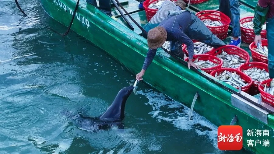 “阿侬”是什么海豹？究竟什么来头？又有新说法→