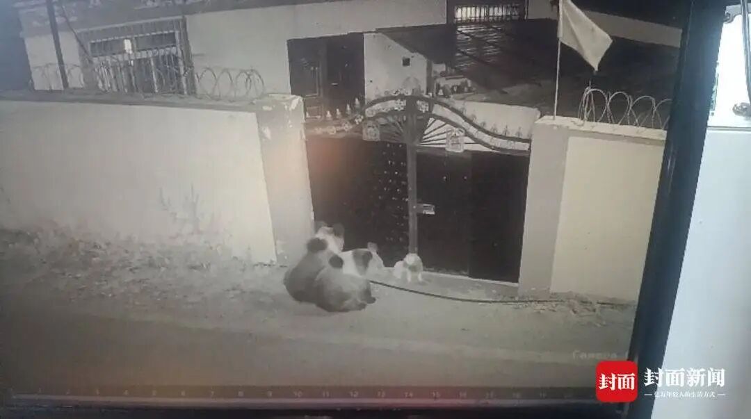 两棕熊夜闯小院叼走流浪狗 ，屋内人30秒帮它“熊口脱险”