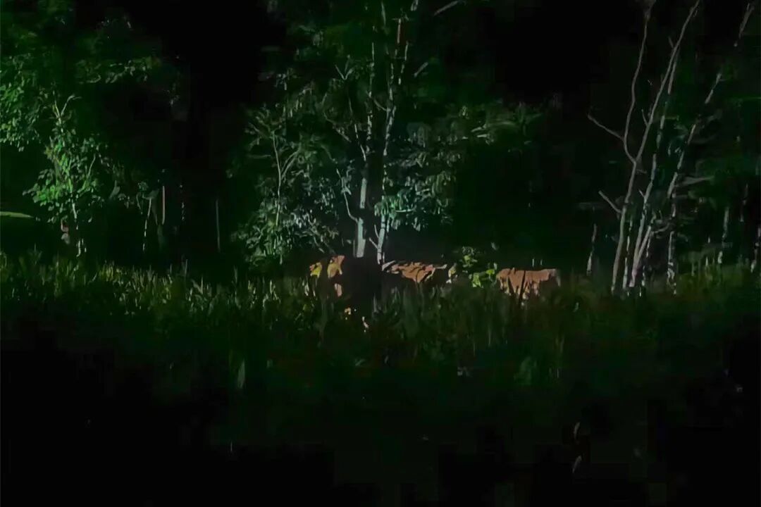 野象“打卡”跨境铁路?背后原因暖到了! 野象“打卡”跨境铁路?背后原因暖到了!