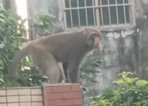 猴子突然闯入居民区上蹿下跳，目前仍在逃！广东街坊：活了90多年第一次见
