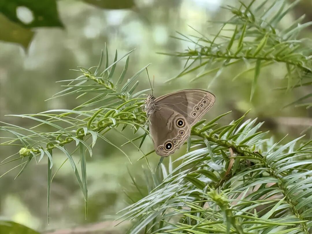 名字烫嘴！四川有“娜嘎黛眼蝶”了
