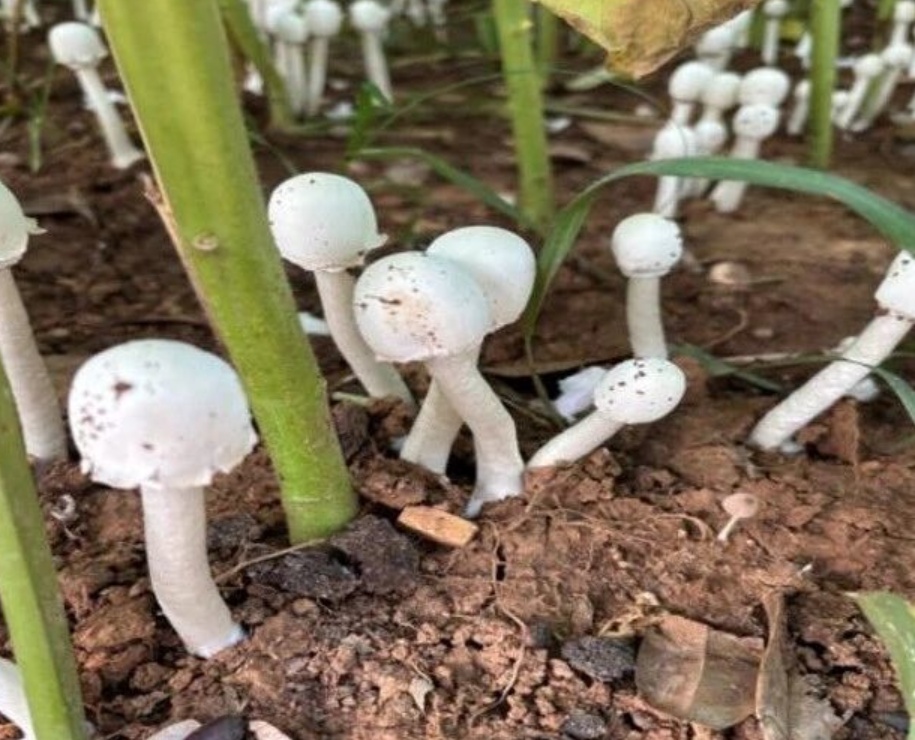 有毒！阜阳接头出现！不要吃！不要捡！安徽疾控发布