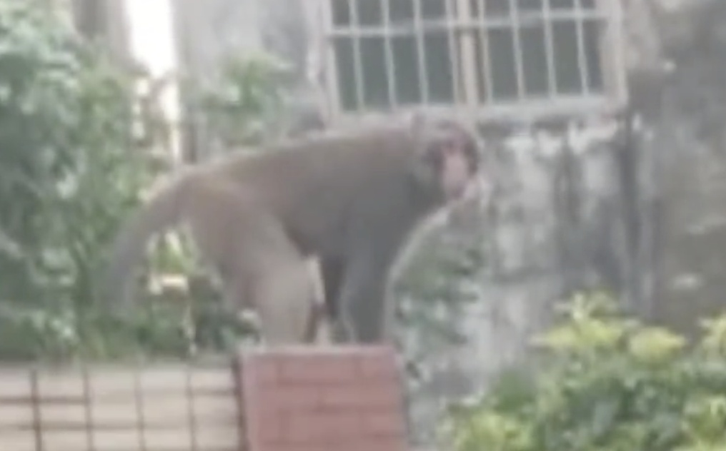 猴哥出没，上蹿下跳还“接受投喂”！东莞一地回应
