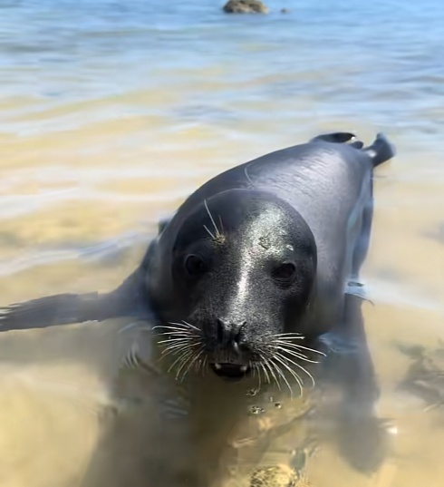 被台风吹来的呆萌海豹要回家了！