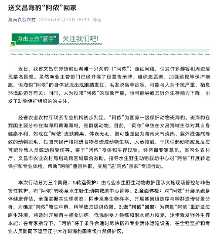 文昌网红海豹阿侬健康状况堪忧 阿侬将被送至大连海豹保护区