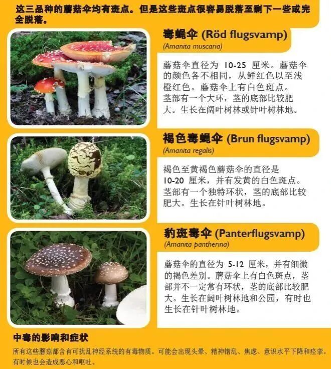 多名中国游客在瑞典采食毒蘑菇中毒送医！使馆紧急提醒