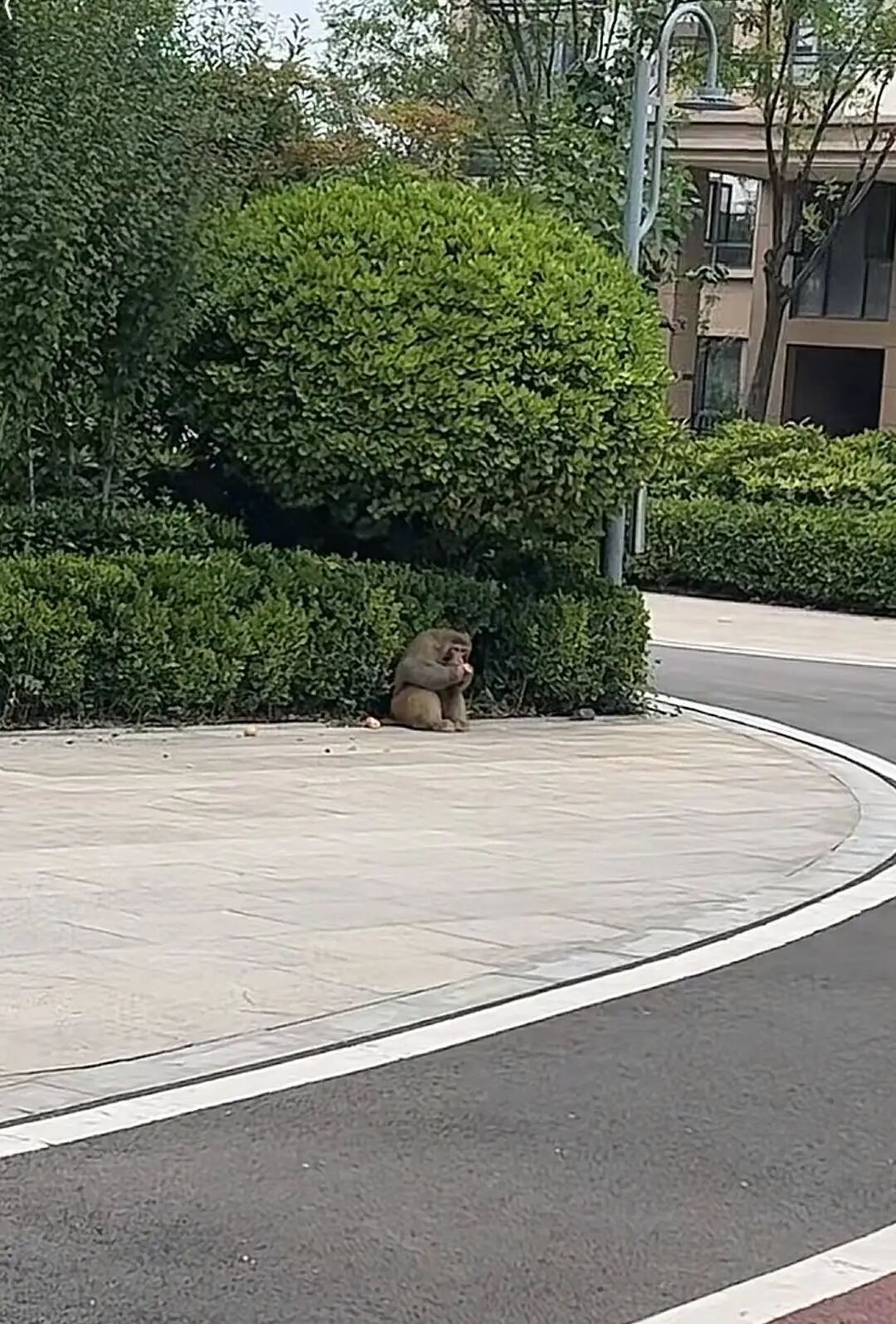 半月逛吃全城，“最强吗喽”变“最胖吗喽”！专家已就位，准备抓捕