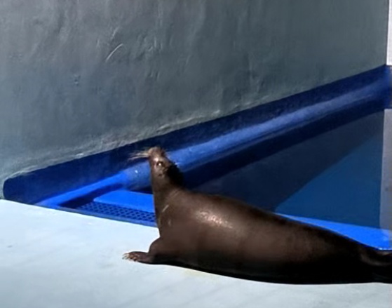 被台风吹来的呆萌海豹要回家了！