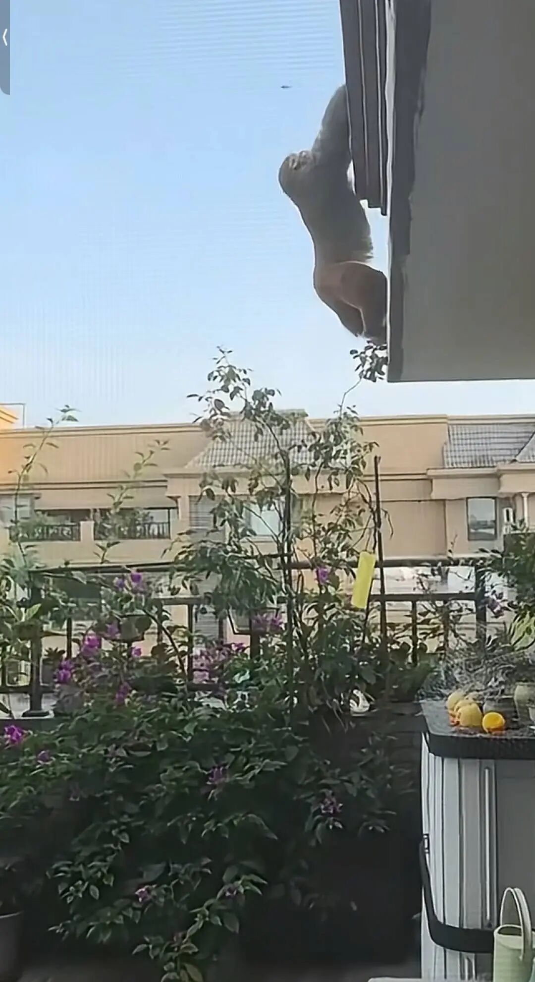 半月逛吃全城，“最强吗喽”变“最胖吗喽”！专家已就位，准备抓捕