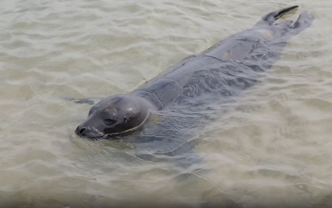 被台风吹来的呆萌海豹要回家了！