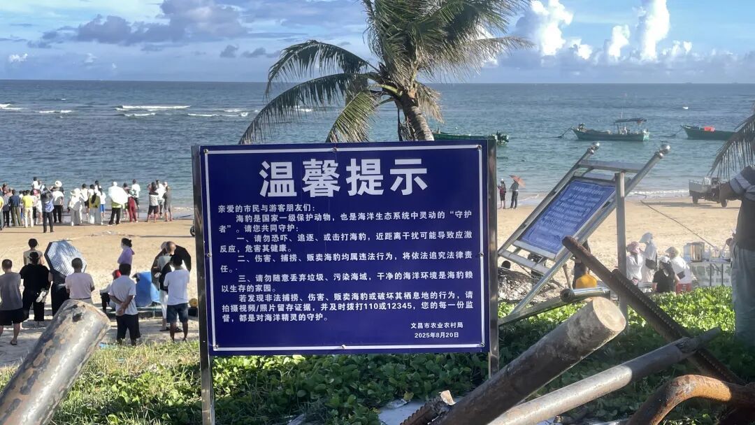 专家呼吁：为海豹“阿侬”打造一个安全的栖息环境！