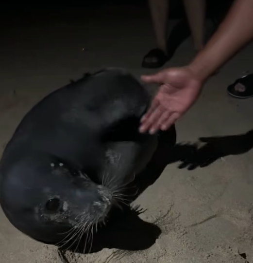被台风吹来的呆萌海豹要回家了！