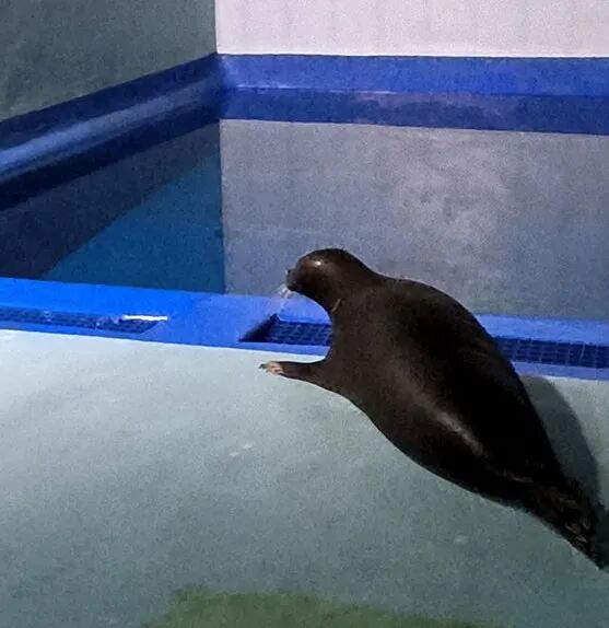 送海豹“阿侬”回家！进展来了