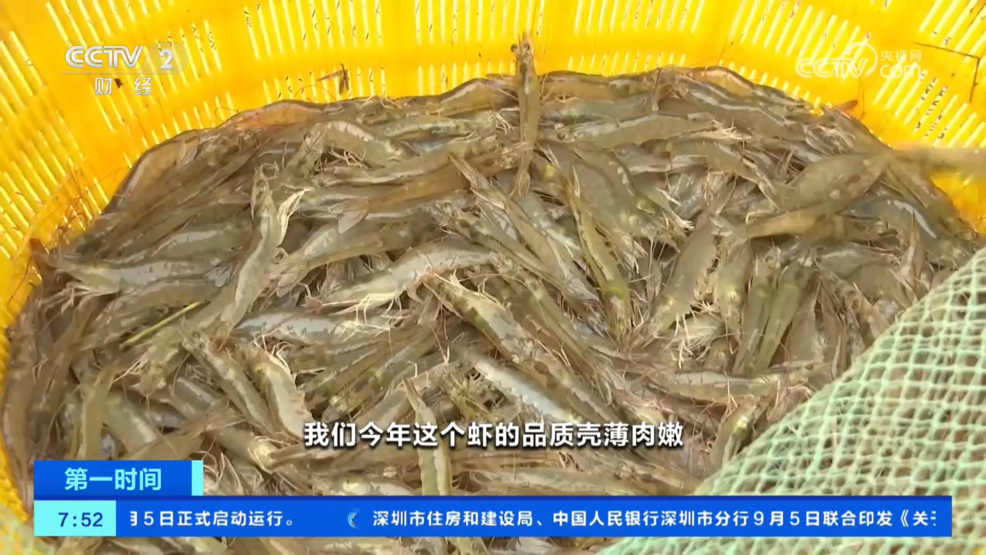 开海了 丰收了 海鲜水产品供应品类丰富、质优量大