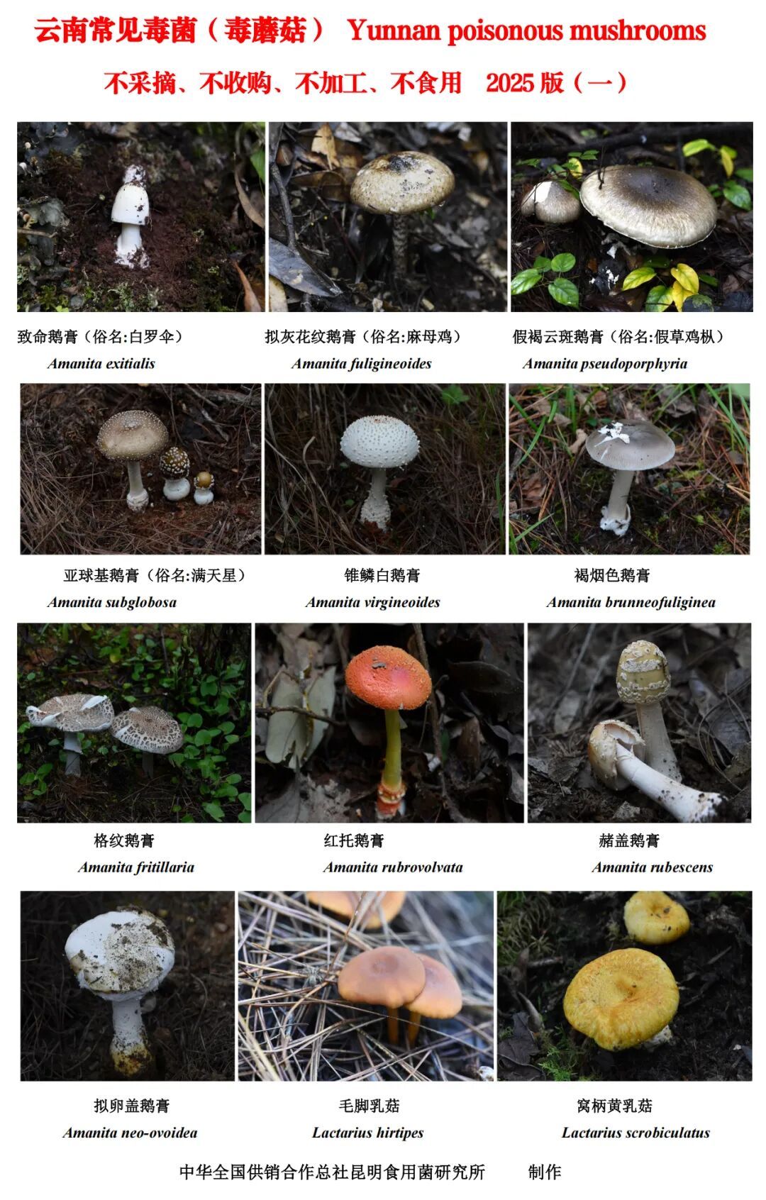 见手青被除名！云南最新毒菌名单出炉