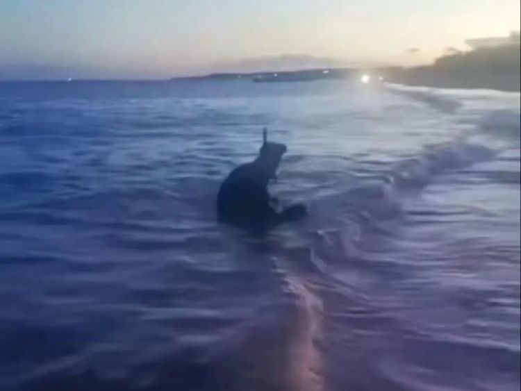 网红海豹“阿侬”被游客拖拽上岸，还被强光照射、扔石头！海南文昌警方倡议