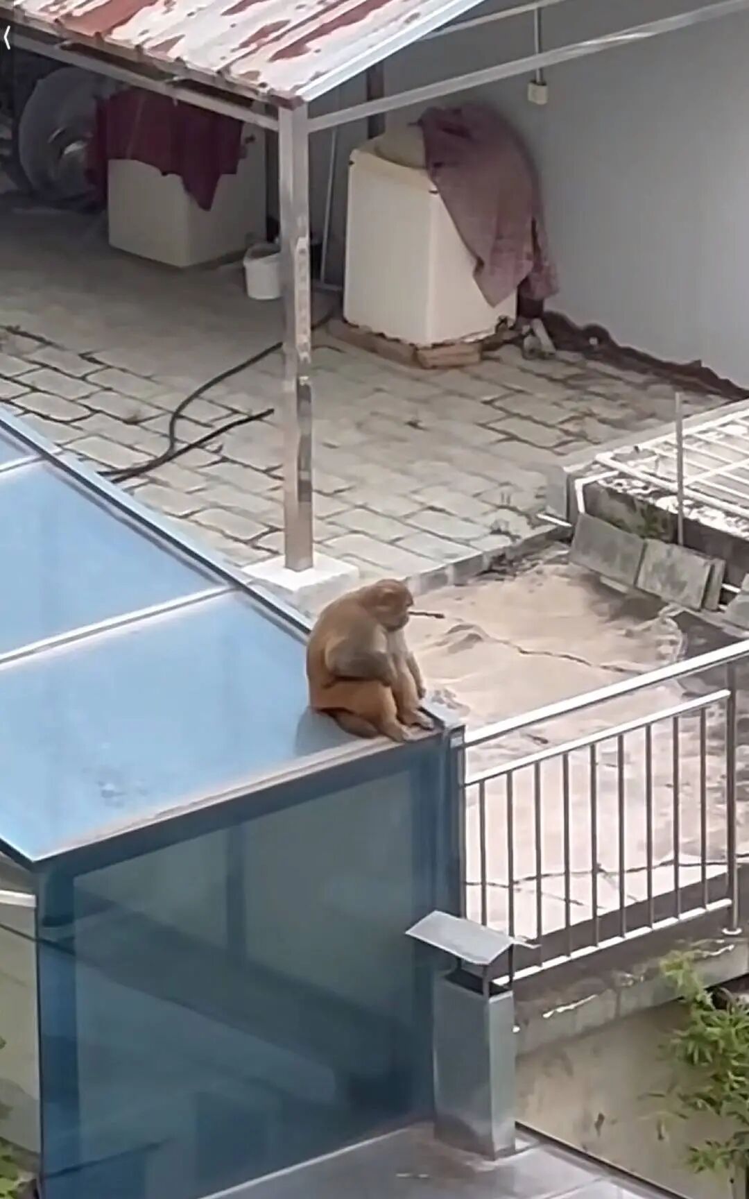 半月逛吃全城，“最强吗喽”变“最胖吗喽”！专家已就位，准备抓捕