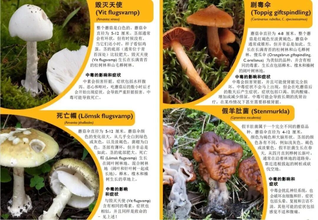 多名中国游客在瑞典采食毒蘑菇中毒送医！使馆紧急提醒