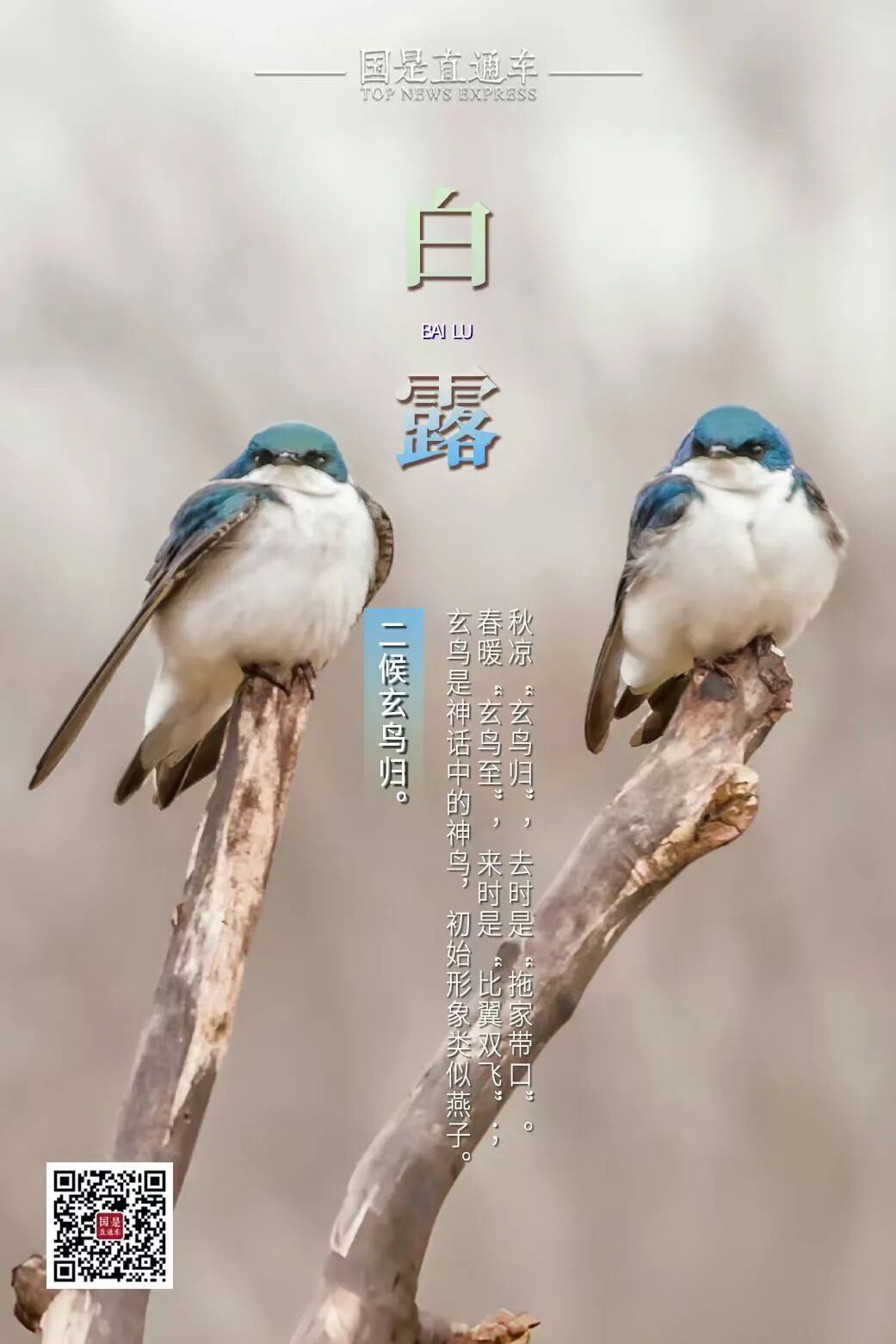 今日白露：秋有了诗的味道