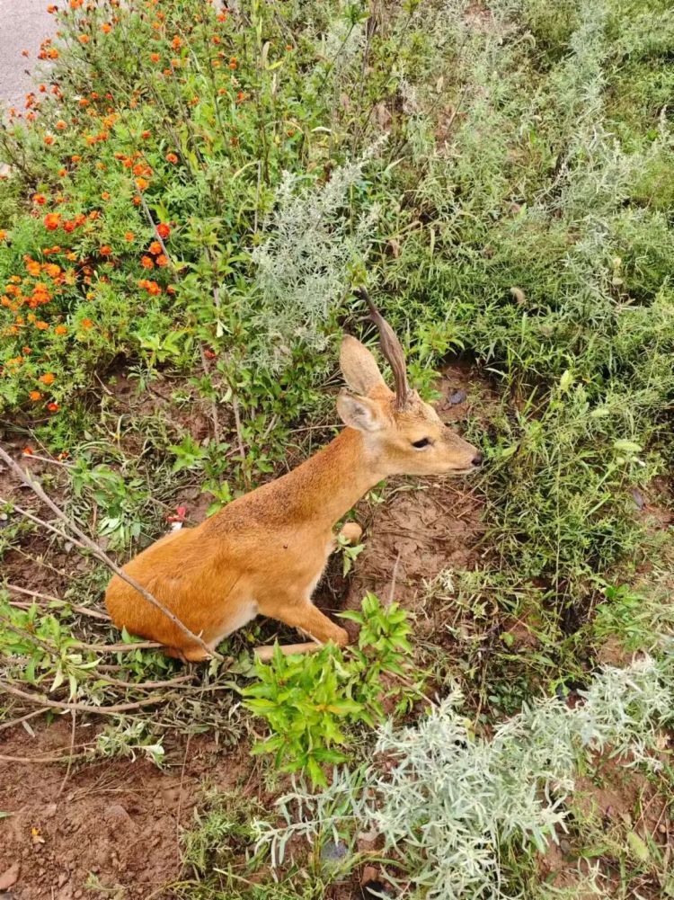 “警察同志，路边有只狍子受伤了”！警民联手，救助“东北神兽”！