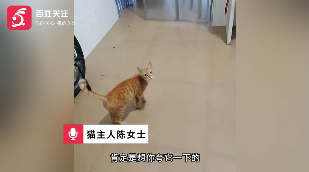 主人~这是我送你的“肥美”礼物！小猫主人：吓得我连锅带碗都丢了
