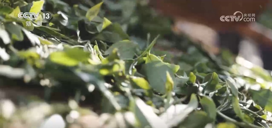 寻“白”食“白” “补露”正当时 时令美食诠释舌尖上的美味