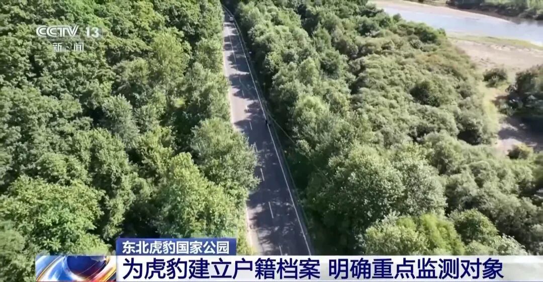 两年产两胎五崽！东北虎豹活动范围扩大，超过1.1万平方公里