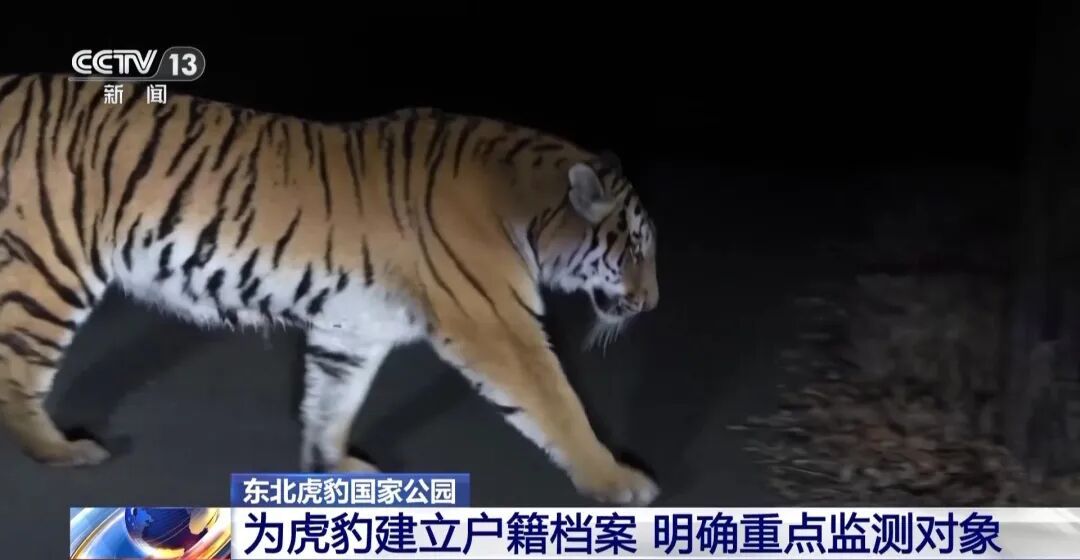 两年产两胎五崽！东北虎豹活动范围扩大，超过1.1万平方公里