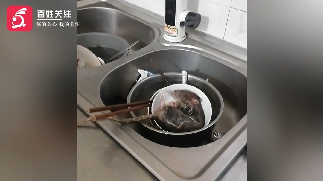 主人~这是我送你的“肥美”礼物！小猫主人：吓得我连锅带碗都丢了