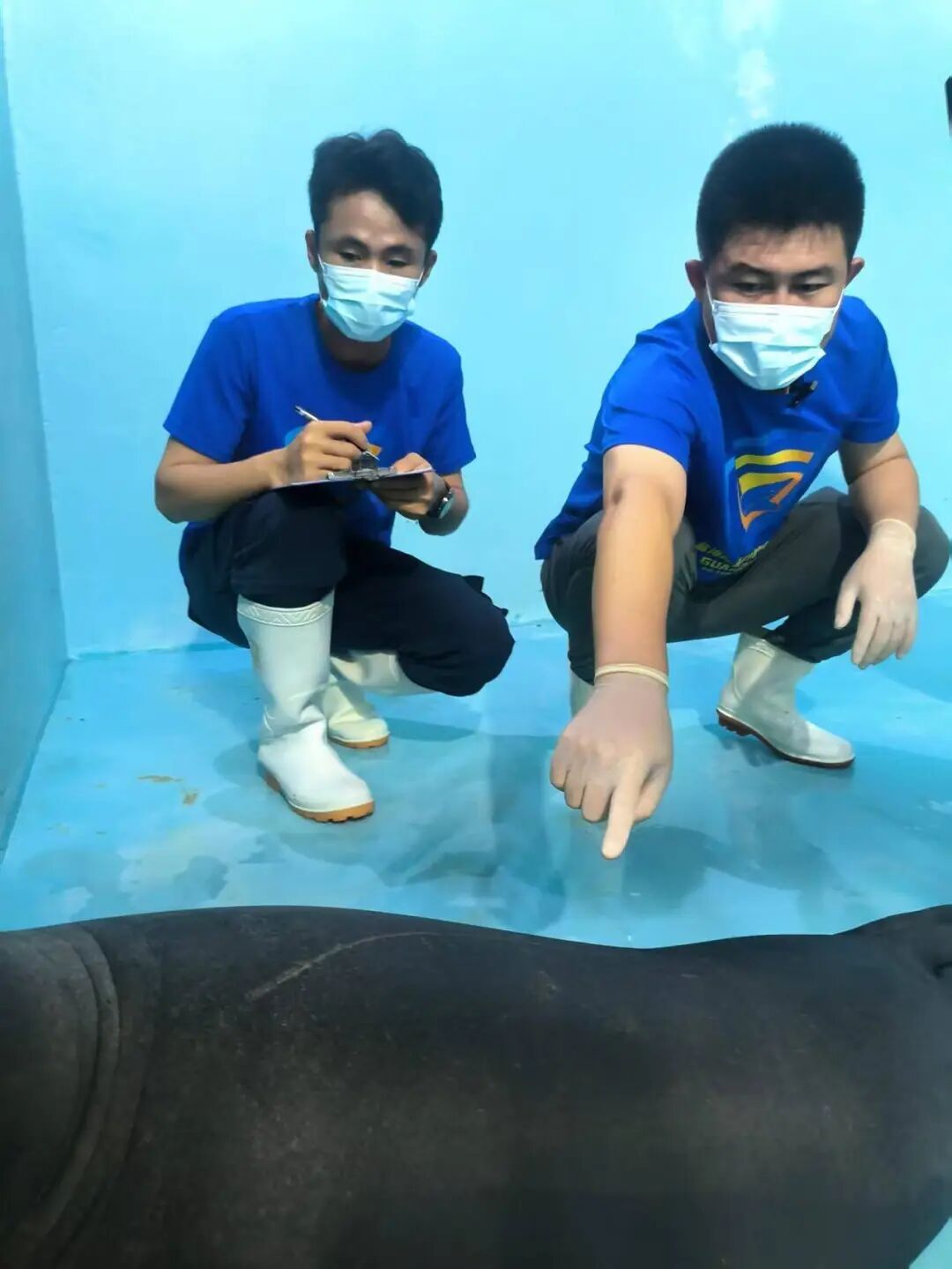 海南文昌网红海豹遭人拖拽健康堪忧，当地：已转运至专业救助站，正在全面体检