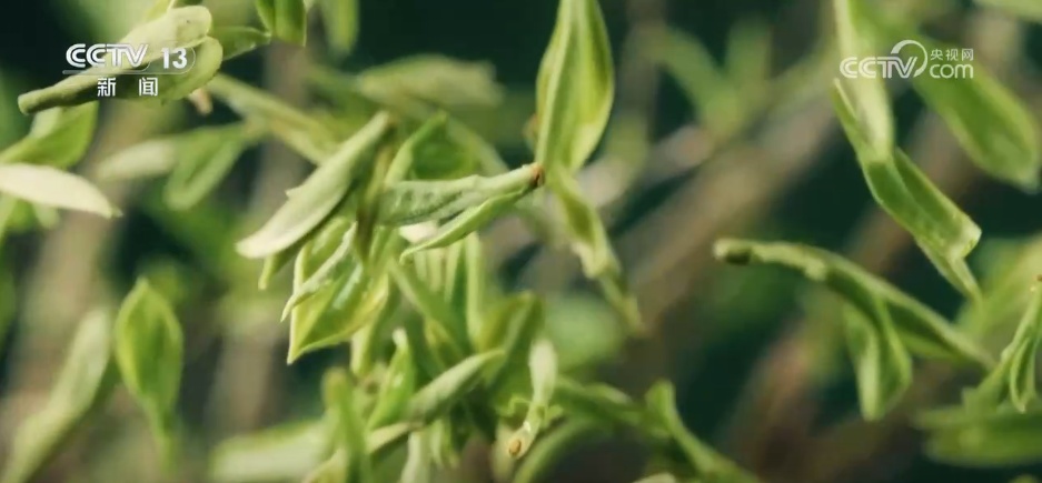寻“白”食“白” “补露”正当时 时令美食诠释舌尖上的美味