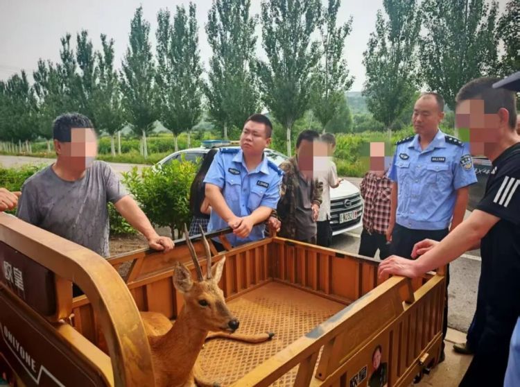 “警察同志，路边有只狍子受伤了”！警民联手，救助“东北神兽”！