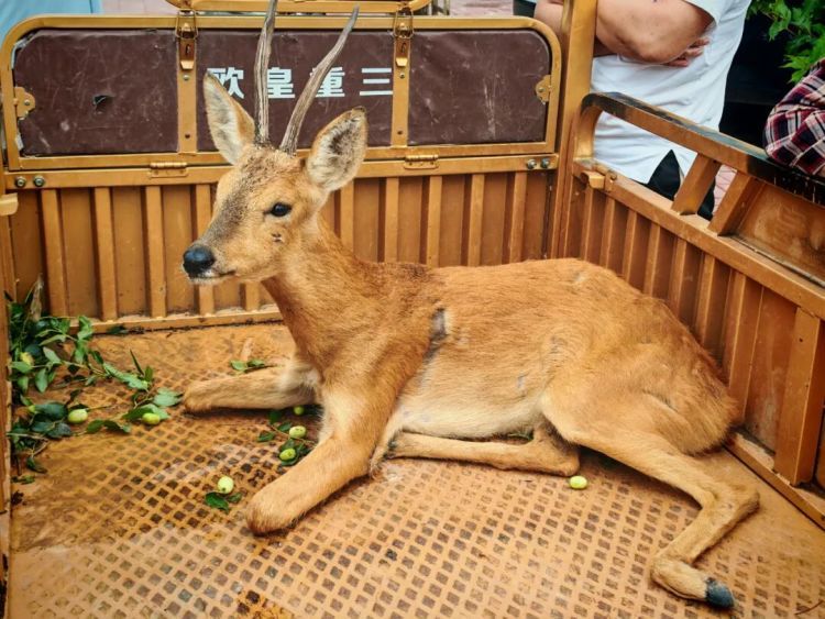 “警察同志，路边有只狍子受伤了”！警民联手，救助“东北神兽”！