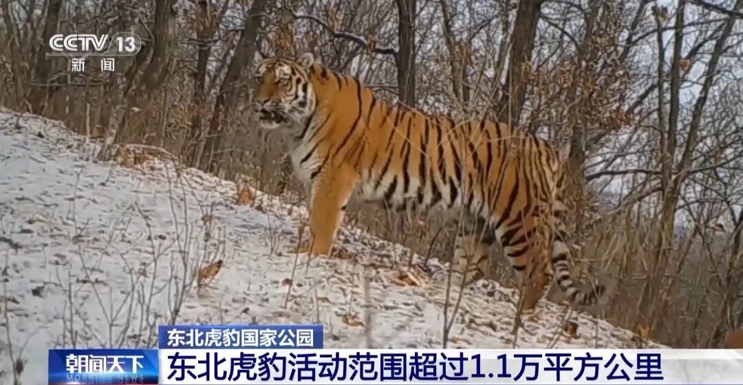 两年产两胎五崽！东北虎豹活动范围扩大，超过1.1万平方公里