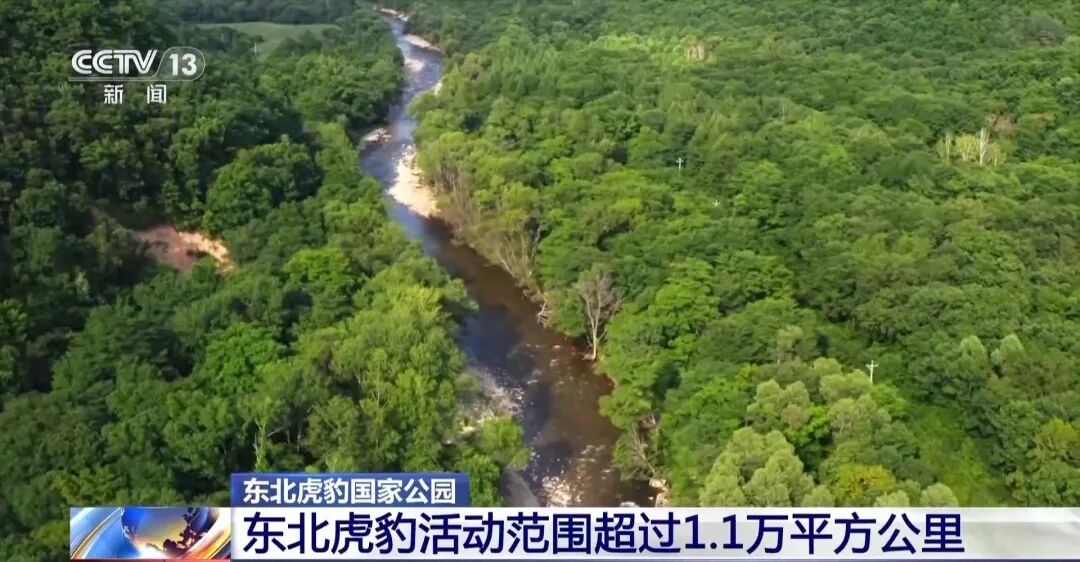 两年产两胎五崽！东北虎豹活动范围扩大，超过1.1万平方公里