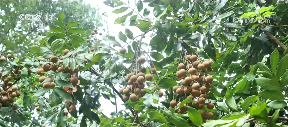 寻“白”食“白” “补露”正当时 时令美食诠释舌尖上的美味