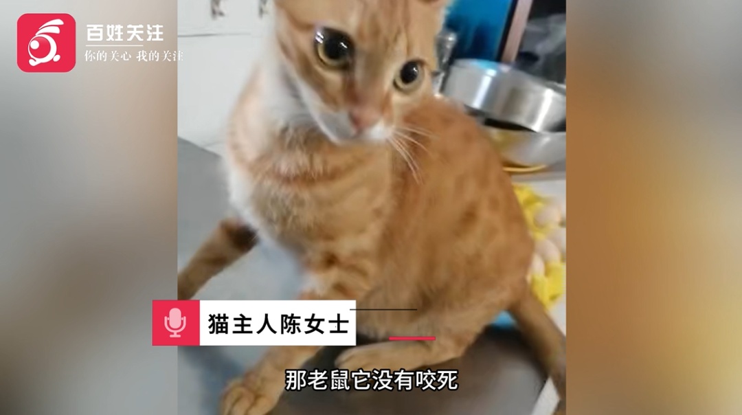 主人~这是我送你的“肥美”礼物！小猫主人：吓得我连锅带碗都丢了