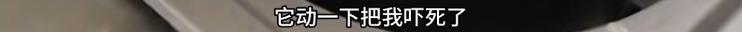 主人~这是我送你的“肥美”礼物！小猫主人：吓得我连锅带碗都丢了