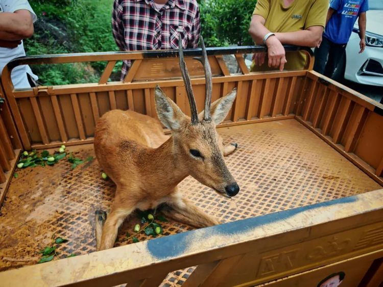 “警察同志，路边有只狍子受伤了”！警民联手，救助“东北神兽”！