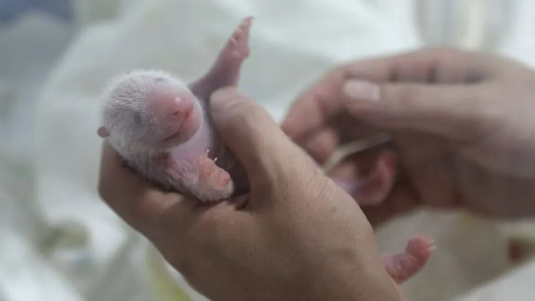 软糯团子!8岁上海熊猫小囡“芊金”升级当妈妈了,喜得龙凤双胞胎宝宝 软糯团子!8岁上海熊猫小囡“芊金”升级当妈妈了,喜得龙凤双胞胎宝宝