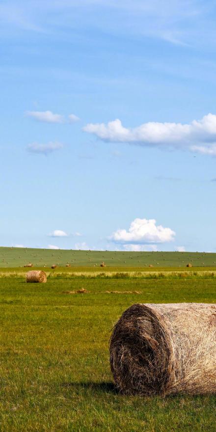 收藏！初秋草原超绝治愈系壁纸