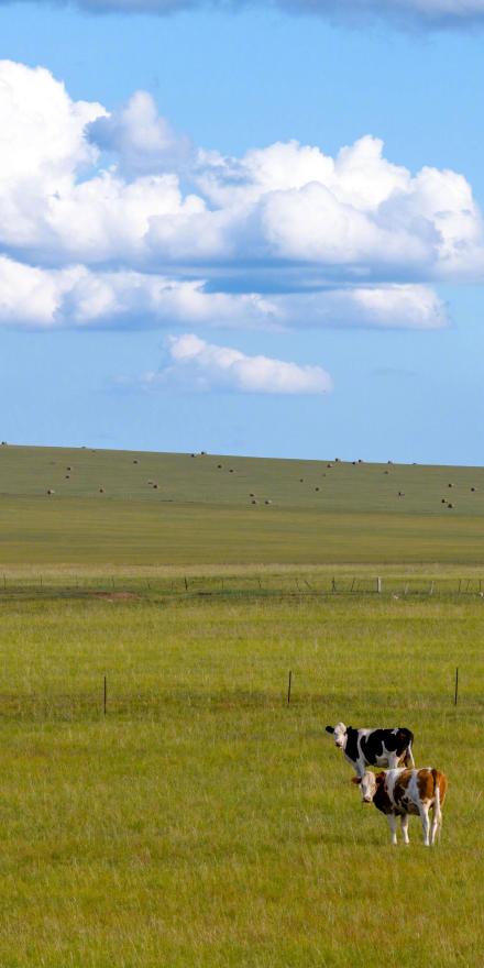 收藏！初秋草原超绝治愈系壁纸