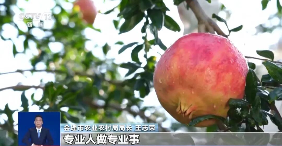 大凉山会理石榴，首次出口俄罗斯！